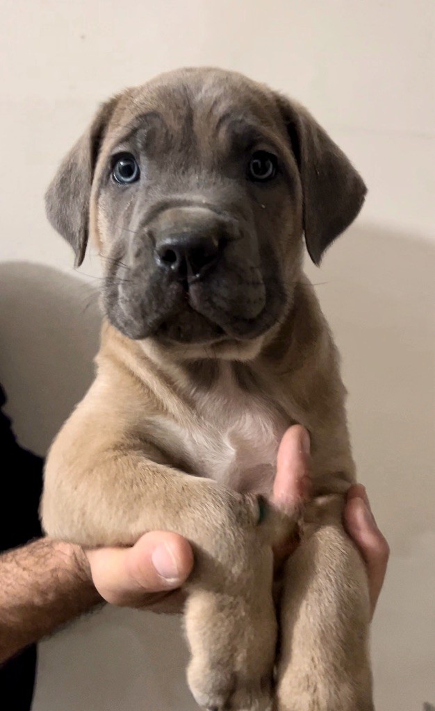 Les Marquises Du Domaine Saint Jean - Chiot disponible  - Cane Corso