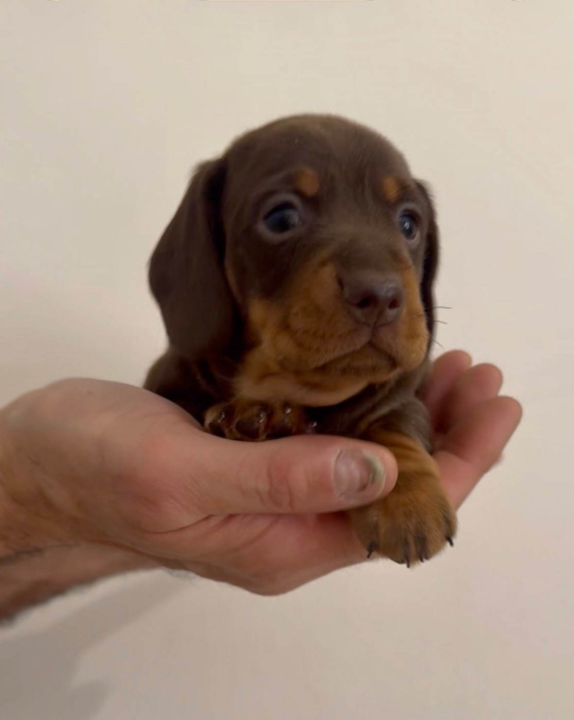 Les Marquises Du Domaine Saint Jean - Chiots disponibles - Teckel poil ras