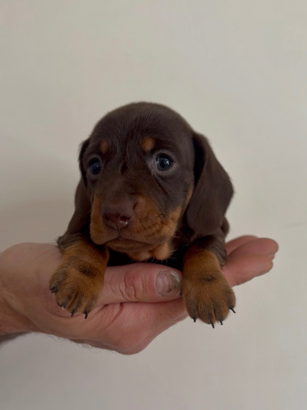 Les Marquises Du Domaine Saint Jean - Chiots disponibles - Teckel poil ras