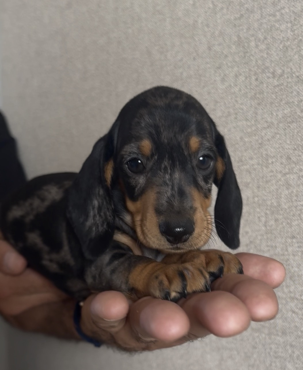 Les Marquises Du Domaine Saint Jean - Chiots disponibles - Teckel poil ras