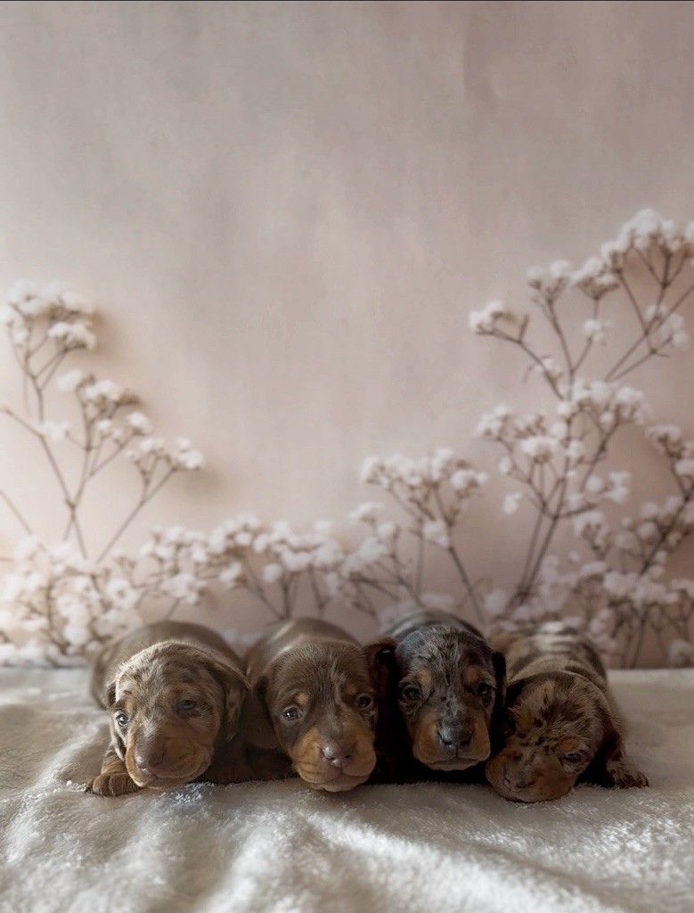 Chiot Teckel poil ras Les Marquises Du Domaine Saint Jean