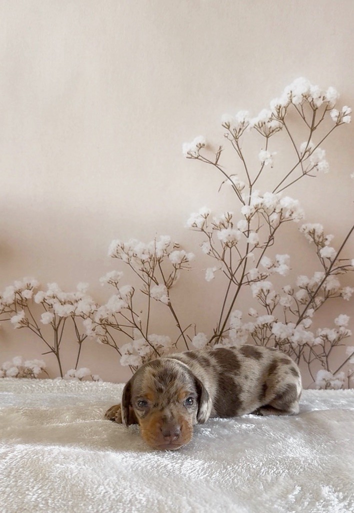 Les Marquises Du Domaine Saint Jean - Chiots disponibles - Teckel poil ras