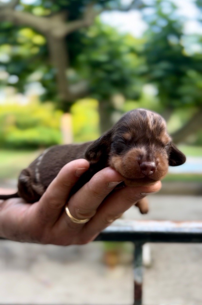 Les Marquises Du Domaine Saint Jean - Chiots disponibles - Teckel poil ras